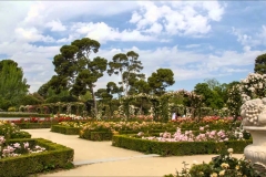 Rosaleda de los Jardines del Parque del Retiro de Madrid.