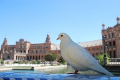 Una paloma posa en la Plaza de España de Sevilla.